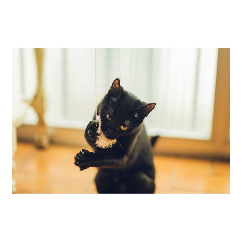 Lataa kuva gallerian katseluohjelmaan V11H850F2D8185D6DA8A04A450D6A11145A8R4263188P3
