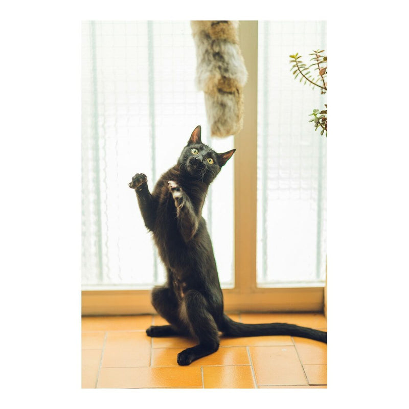 Lataa kuva gallerian katseluohjelmaan V10HA23D2A8988B4C579BB8B5D2FFA3042E8R5427558P3
